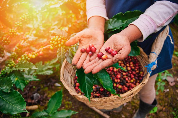 beneficios del cafe de chanchamayo