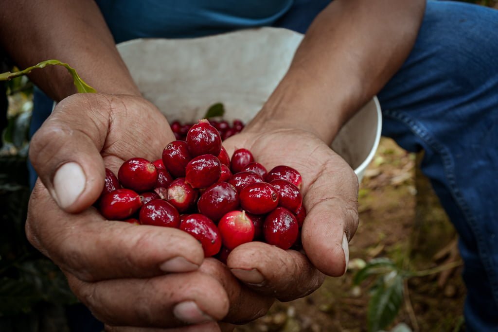 cafe de chanchamayo peru