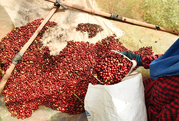 productores de cafe chanchamayo